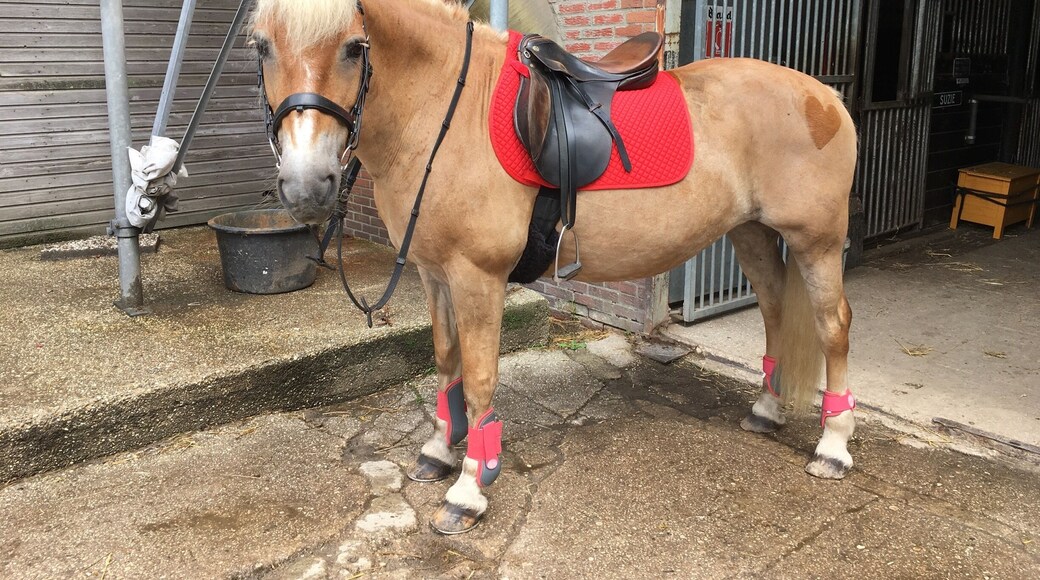 Horseriding with my horse