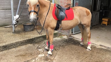 Horseriding with my horse