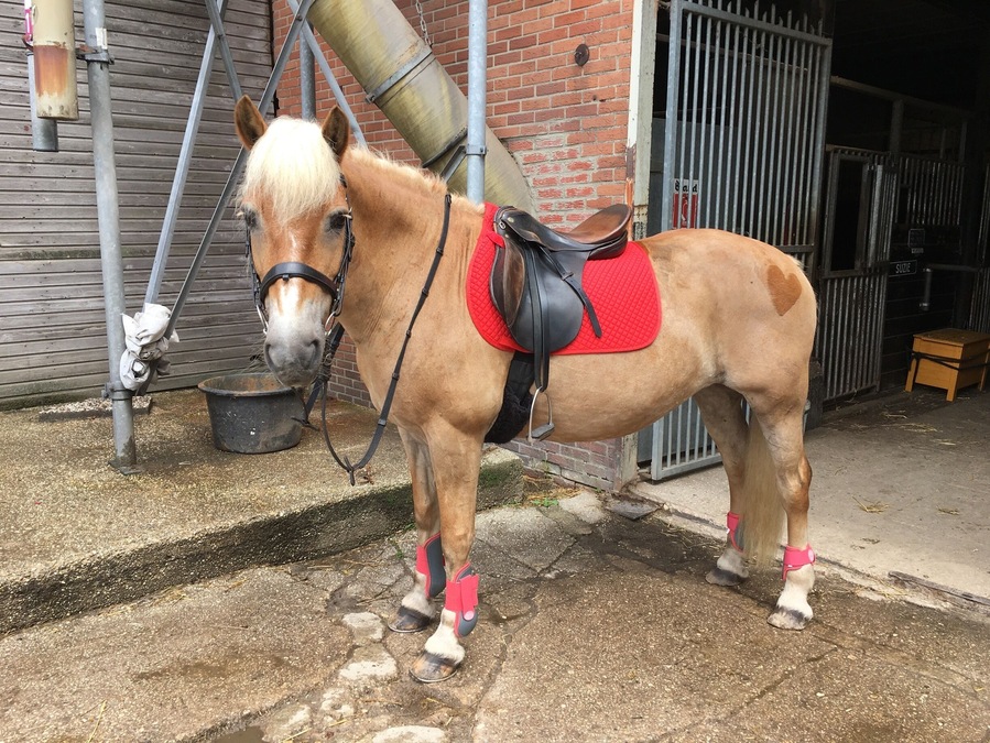 Horseriding with my horse