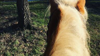 A horse's head looking at a body of water with trees in the background.
