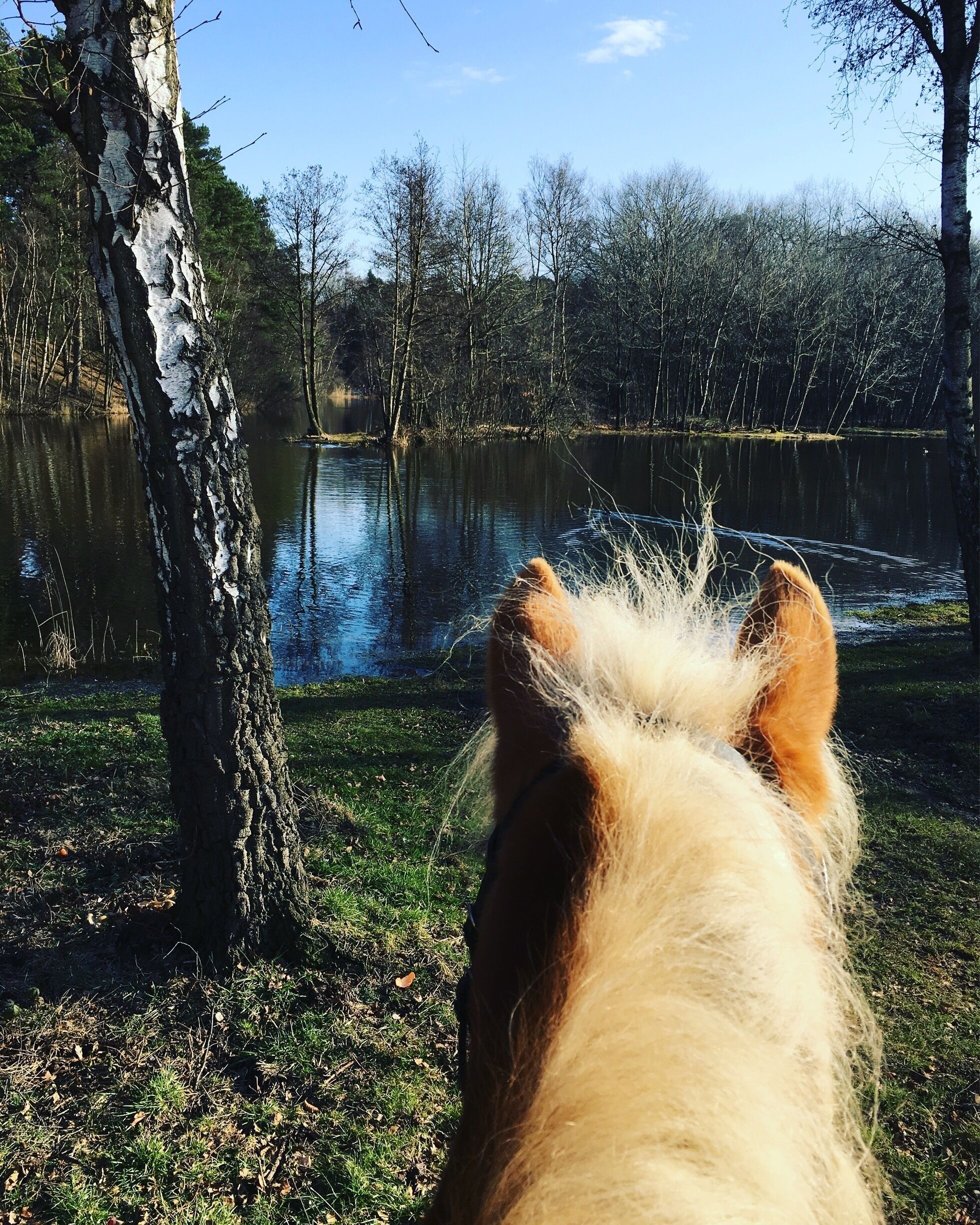 A horse's head looking at a body of water with trees in the background.
