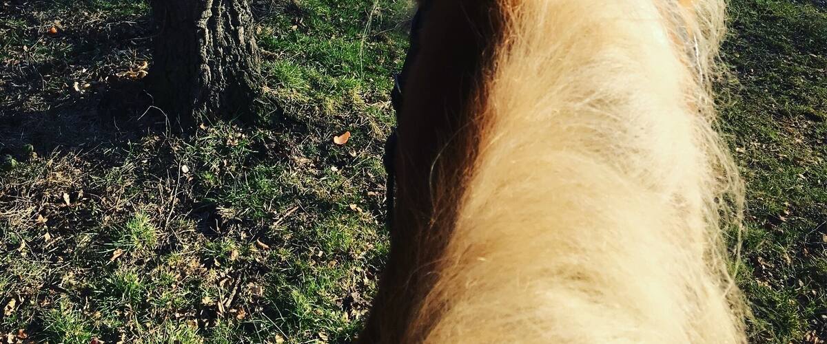 A horse's head looking at a body of water with trees in the background.