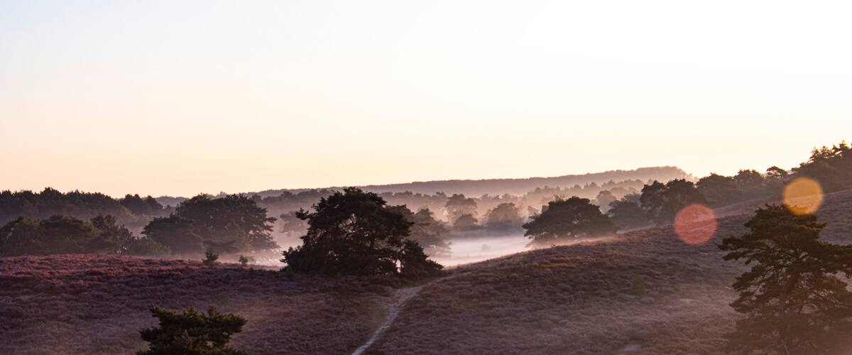 A misty landscape with a path, trees, and a sunrise.