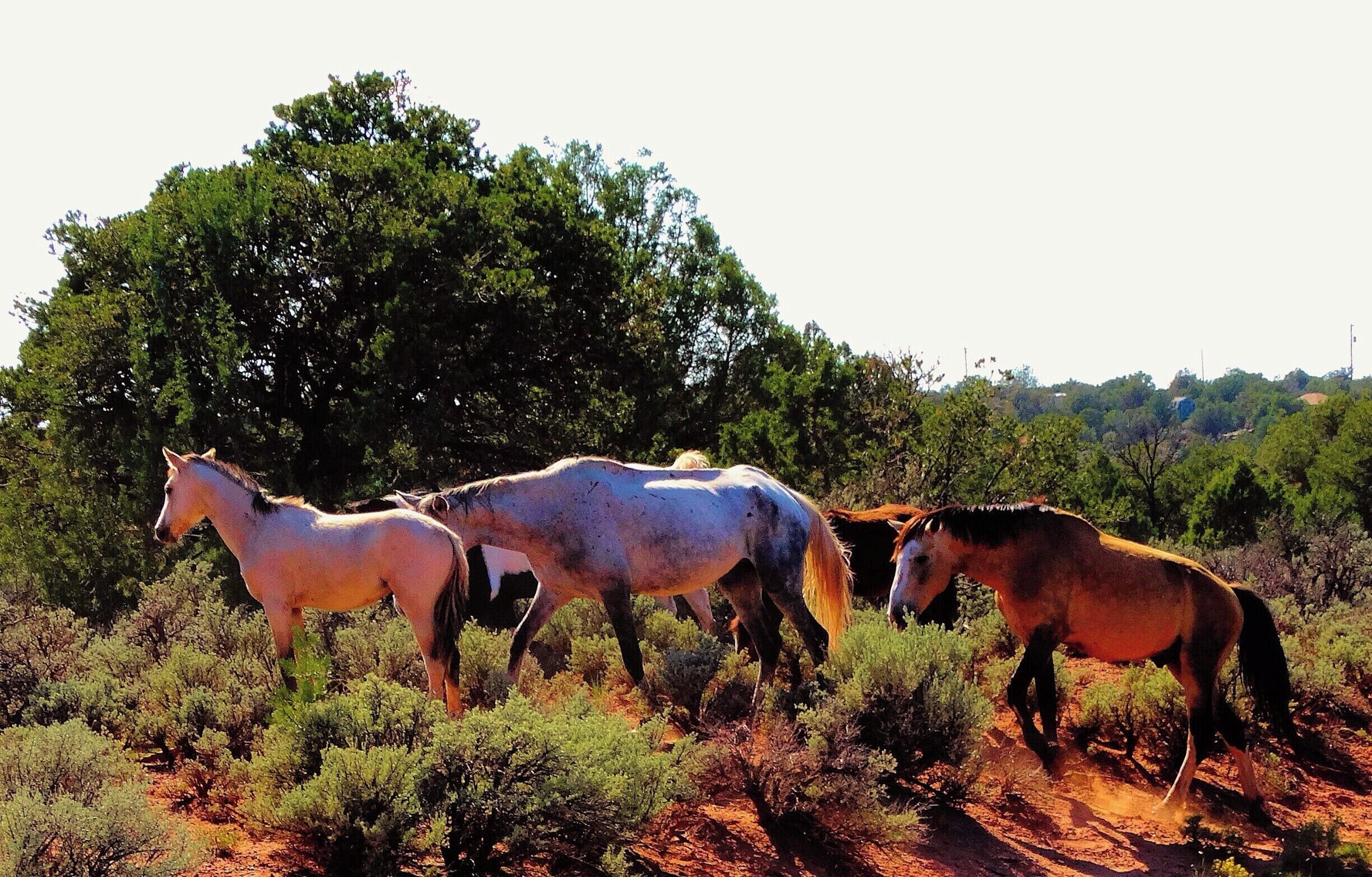 We were delighted to see wild mustangs out in the New Mexico desert.
http://www.liferidingshotgun.com/2014/11/new-mexico-national-parks-monuments.html