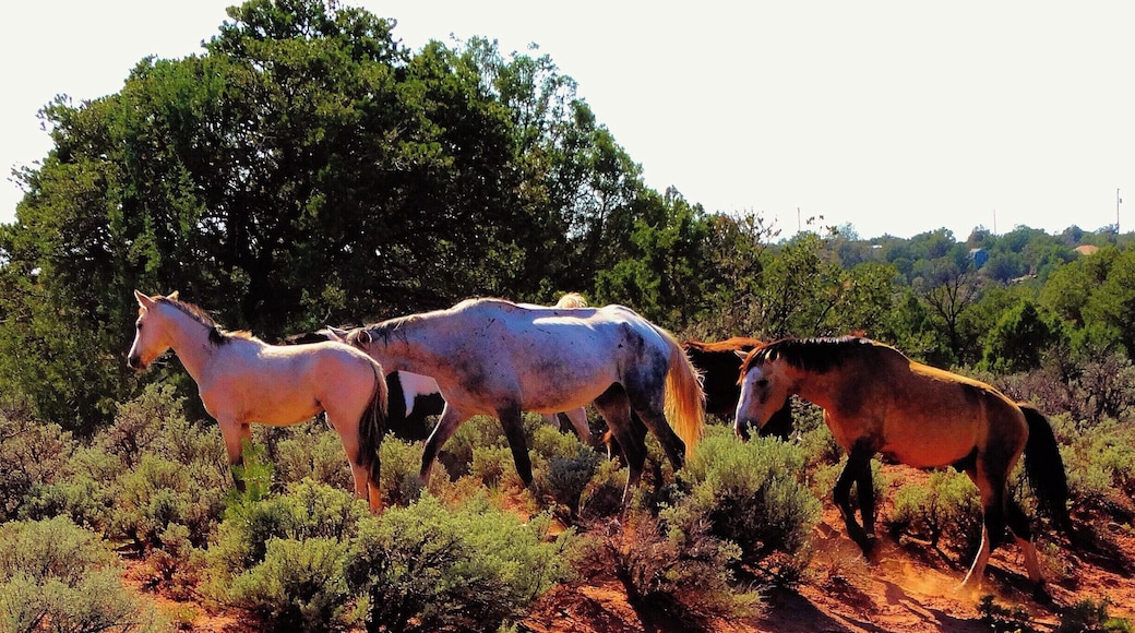 We were delighted to see wild mustangs out in the New Mexico desert.
http://www.liferidingshotgun.com/2014/11/new-mexico-national-parks-monuments.html