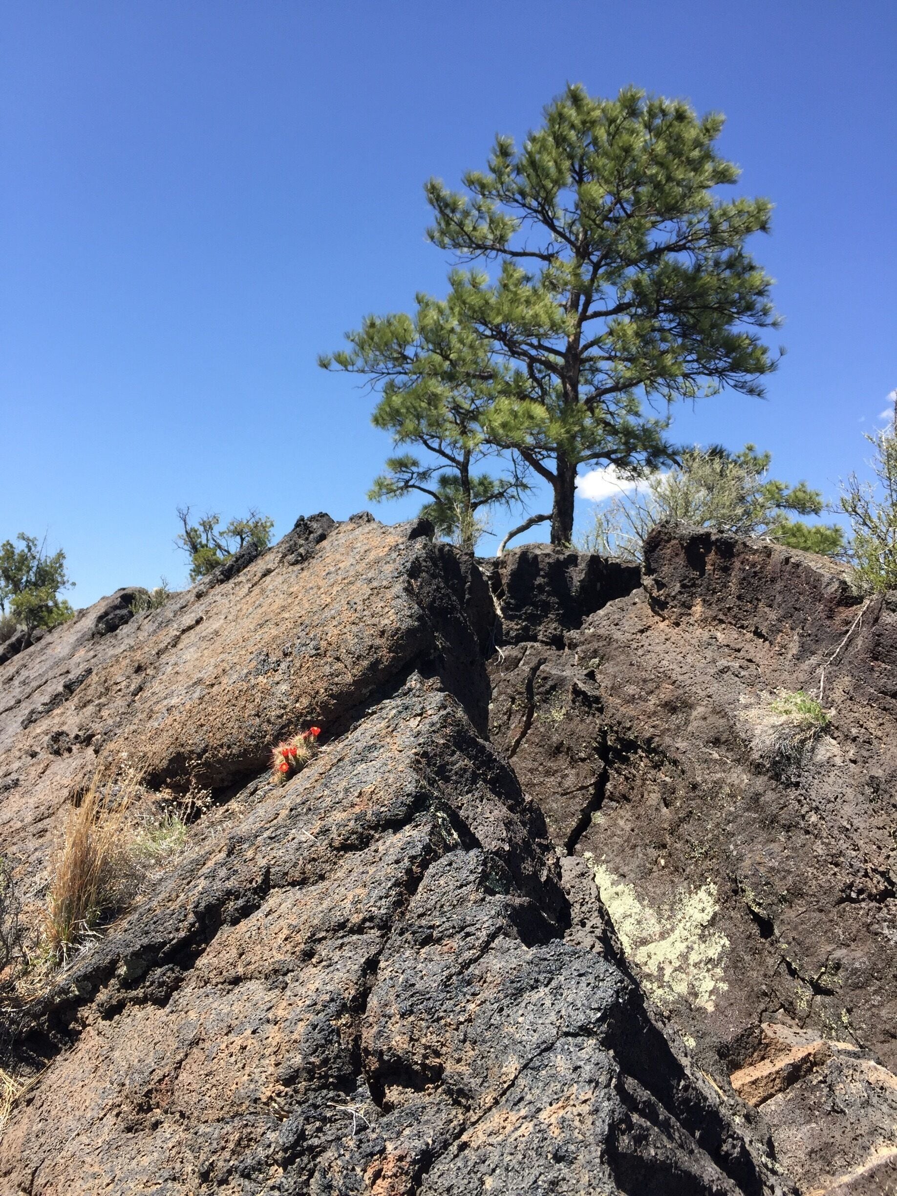 Beautiful ancient lava flows are punctuated by juniper and cacti in full bloom. This is a rough area to scramble around - watch for cairns as it is easy to lose your way in this alien landscape. 