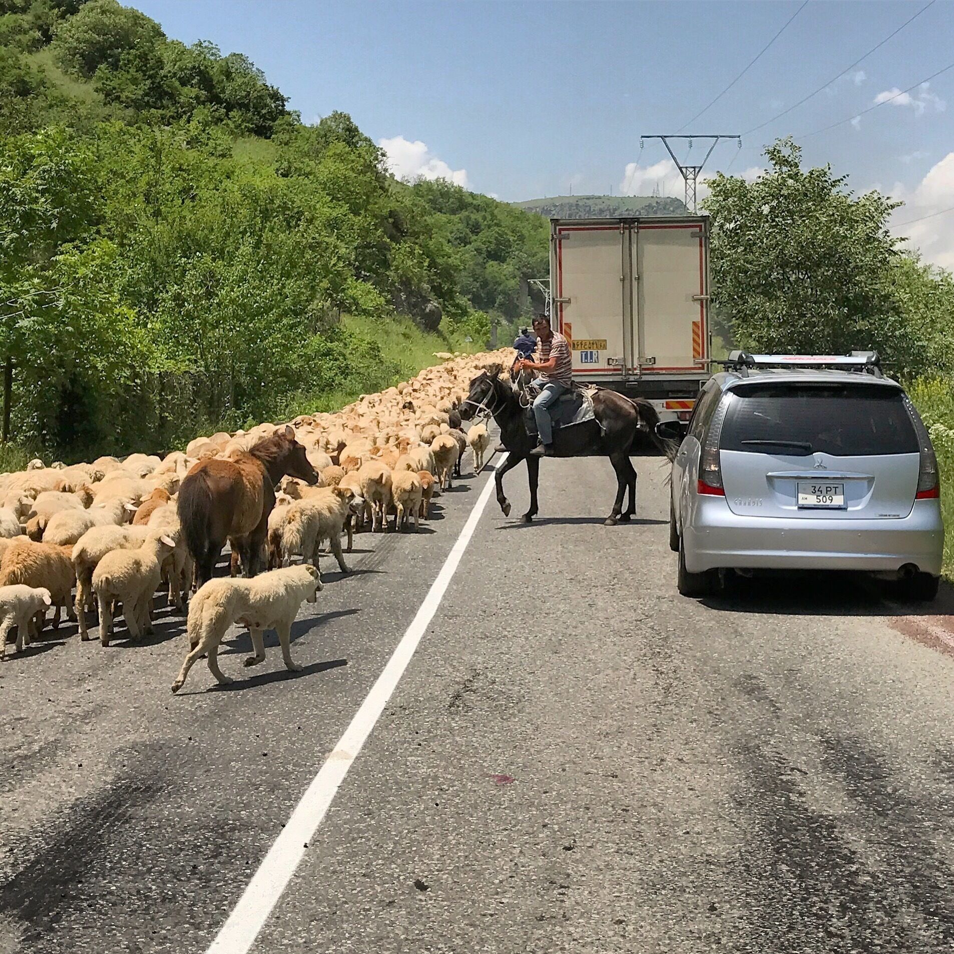 An Armenian traffic jam!   Large flocks of sheep, and other animals including dogs, horses, goats, and cows on the highway are a common occurrence and will add some additional excitement a road trip in this region.  #lifeatexpedia #roadtrip #armenia