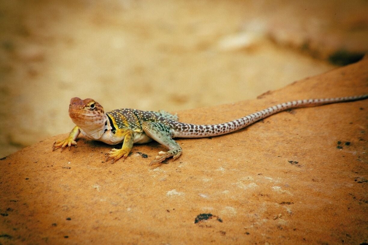 A Yellow Headed Collared Lizard warms himself on a rock along the petroglyph point trail, near Mesa Verde National Park headquarters. This location is on a cliff above Spruce Tree House, an ancient puebloan alcove dwelling on the canyon face.