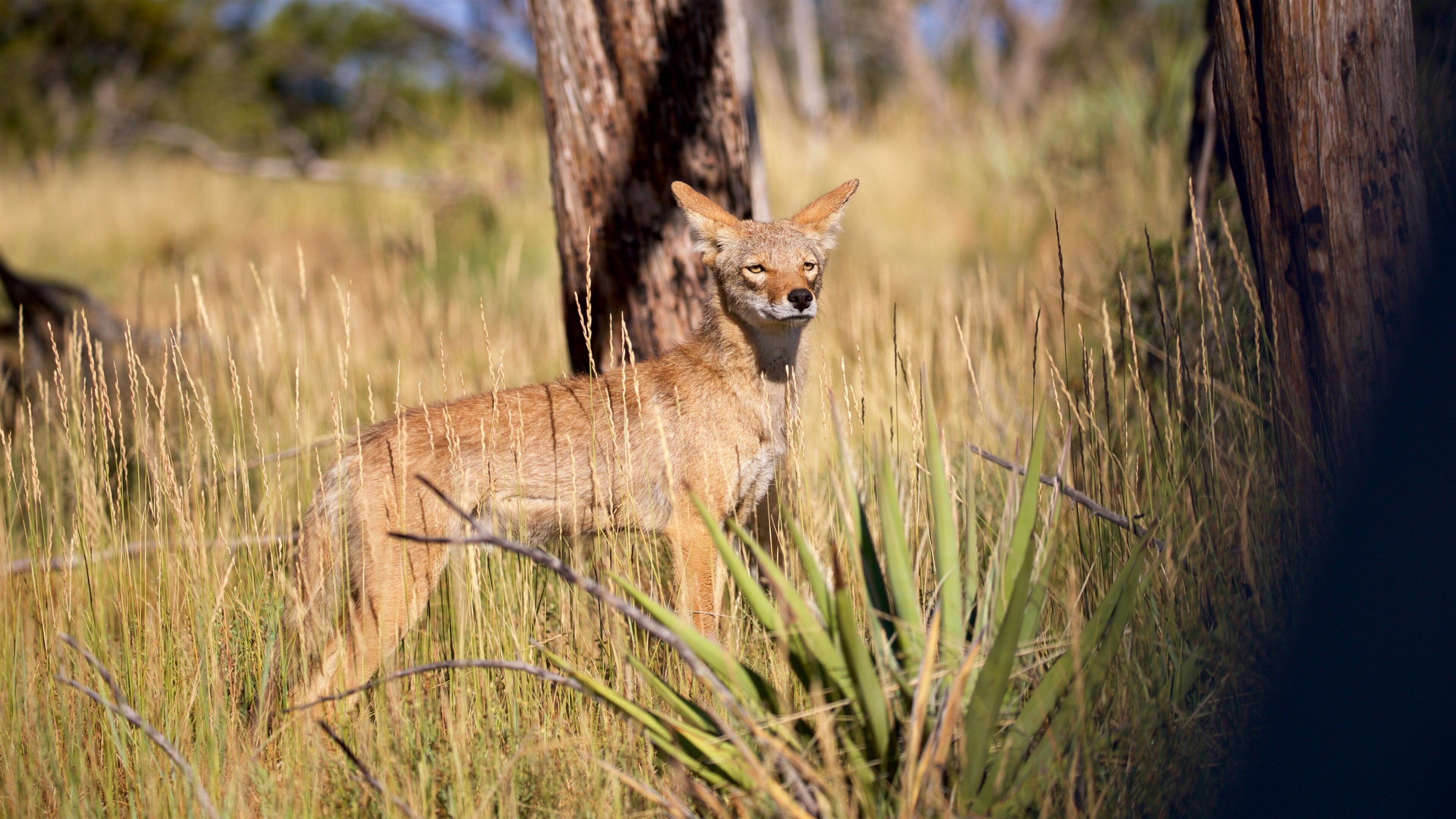 MesaVerde-Nationalpark welches beinhaltet Landtiere