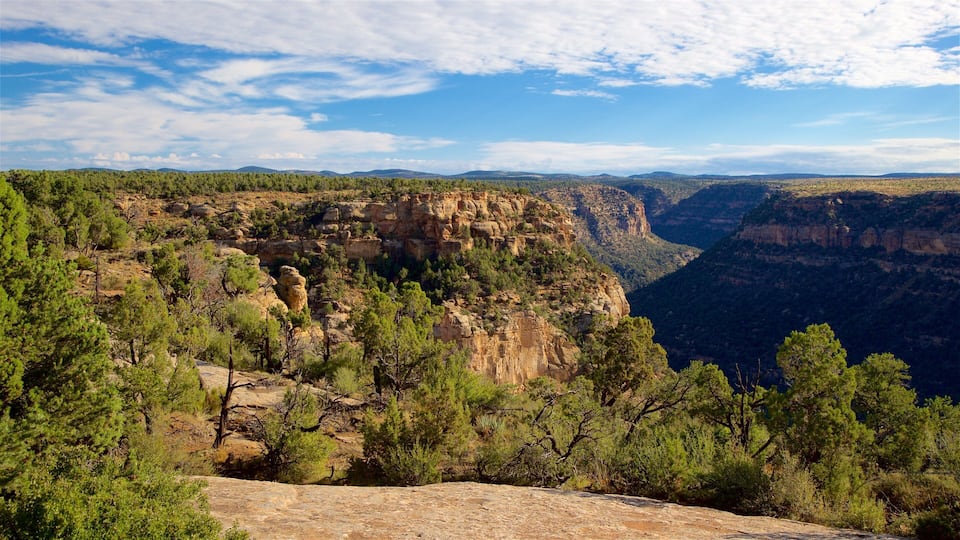 A canyon with rocky cliffs and dense green trees.