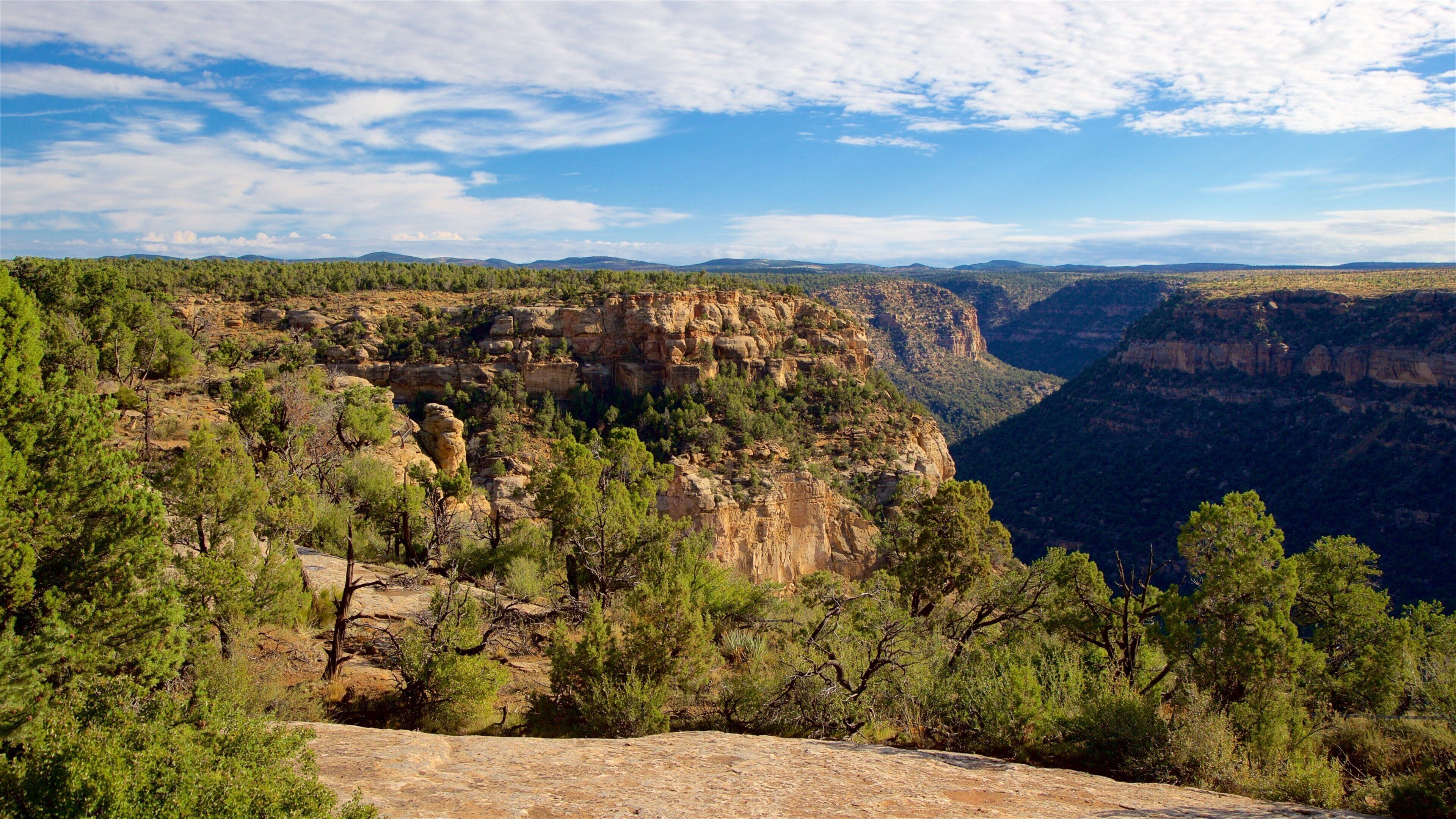 A canyon with rocky cliffs and dense green trees.