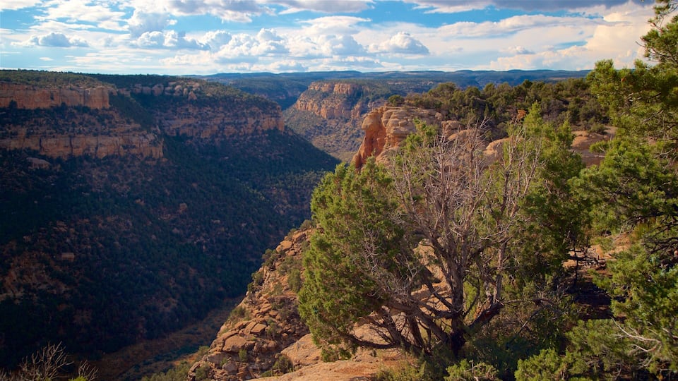 A canyon with steep cliffs and dense forests.