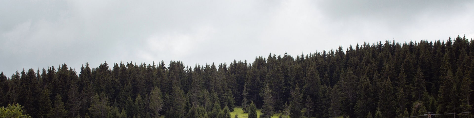 View of wooden high plateau houses surrounded by pine tree forest in foggy weather. Cows graze on grass field. It is captured in Trabzon/Rize area of Black Sea region located at northeast of Turkey.