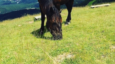 Say hello to the big but friendly horses on the top of the mountain, where Austria, Italy and Slovenia meet.