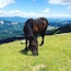 Say hello to the big but friendly horses on the top of the mountain, where Austria, Italy and Slovenia meet.