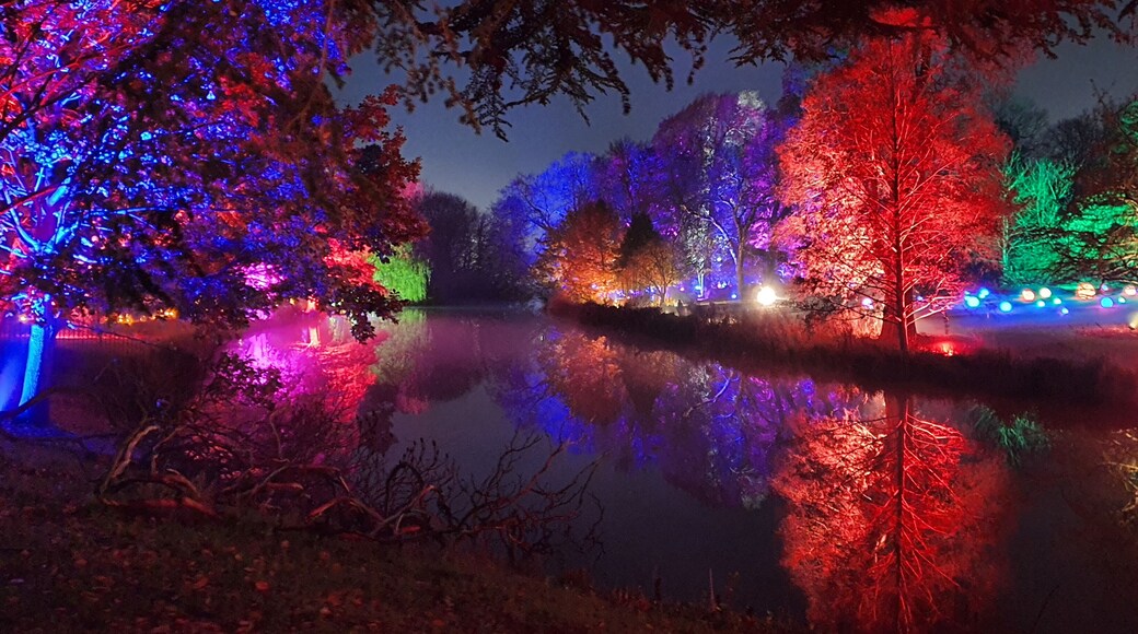 Enchanted Woodland 2020