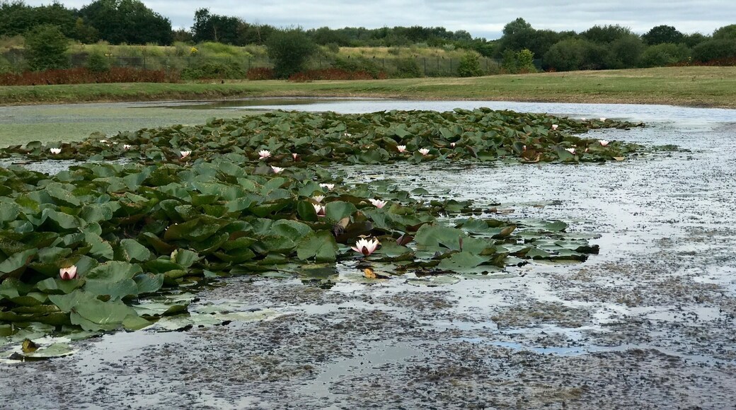 Crowfoot Marsh.
Dagenham East Parkland is a series of parks and nature reserves lying, mainly, to the West of the river Rom. It includes Dagenham Central Park, Eastbrookend Country Park, The Chase Nature Reserve and Beam Valley Country Park.
Nearest station: Dagenham East.