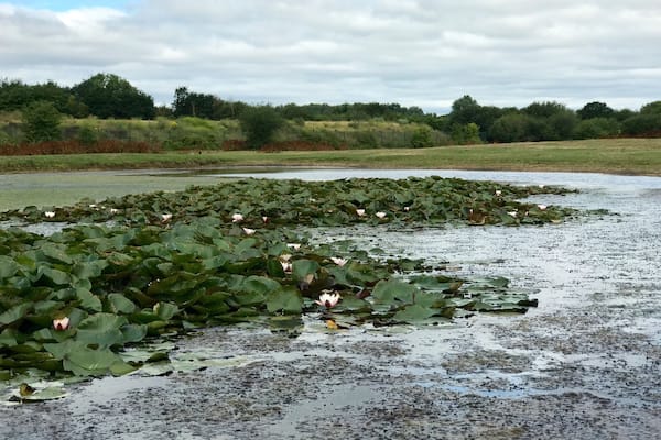 Crowfoot Marsh.
Dagenham East Parkland is a series of parks and nature reserves lying, mainly, to the West of the river Rom. It includes Dagenham Central Park, Eastbrookend Country Park, The Chase Nature Reserve and Beam Valley Country Park.
Nearest station: Dagenham East.