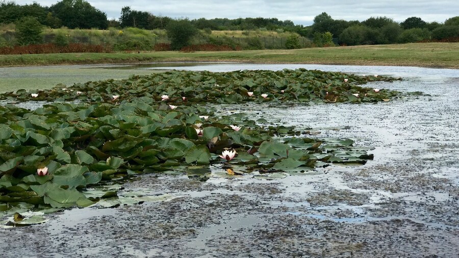 Crowfoot Marsh.
Dagenham East Parkland is a series of parks and nature reserves lying, mainly, to the West of the river Rom. It includes Dagenham Central Park, Eastbrookend Country Park, The Chase Nature Reserve and Beam Valley Country Park.
Nearest station: Dagenham East.