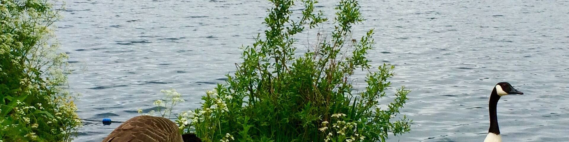 Feathery friends...:)