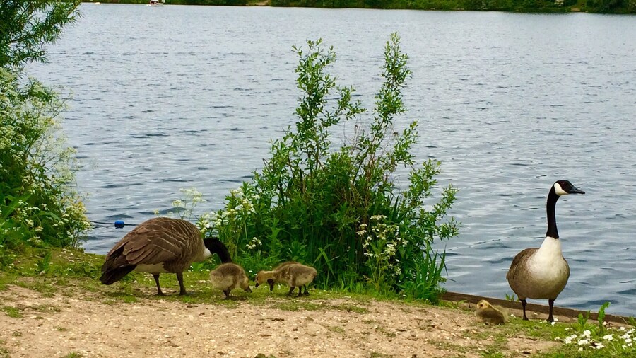 Feathery friends...:)
