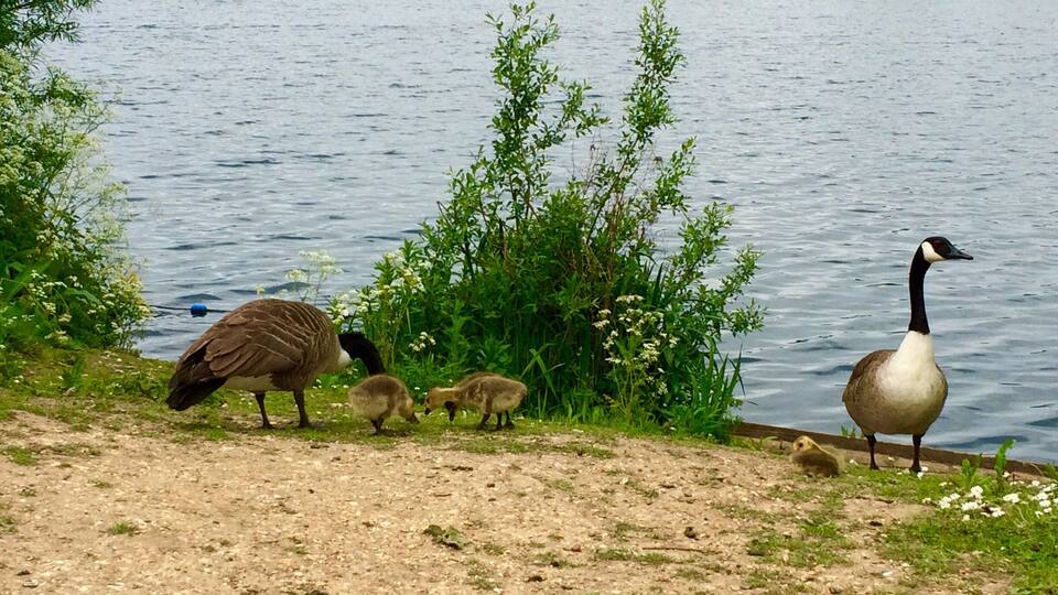 A lake with a goose and its goslings on the shore.