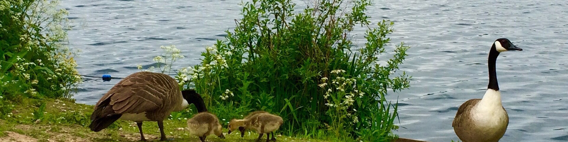 Feathery friends...:)