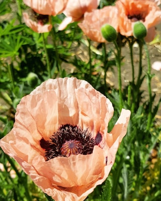 Spotted these beautiful silk like poppies in my local park. Always in awe at the natural beauty to be found so close to home.
#nature #natureatitsbest