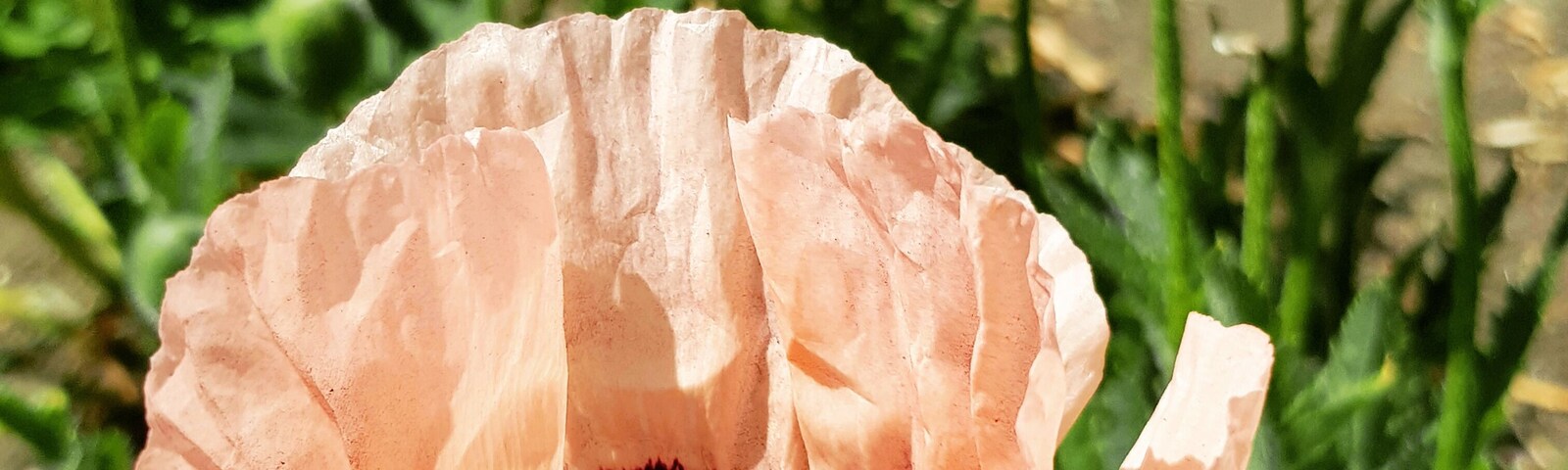 Spotted these beautiful silk like poppies in my local park. Always in awe at the natural beauty to be found so close to home.
#nature #natureatitsbest