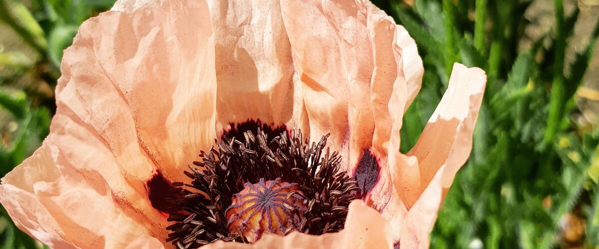 A close-up of a poppy flower with a dark center and green buds in the background.