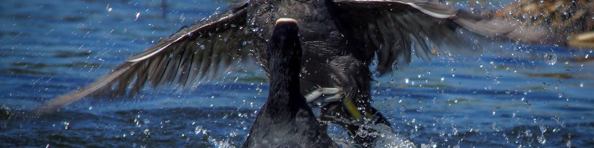 Coots