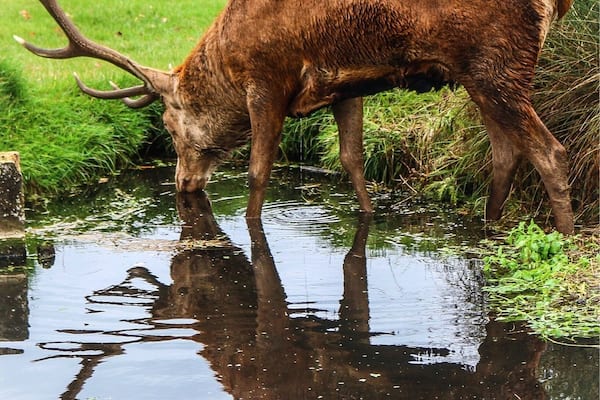 Stag showing his prowess