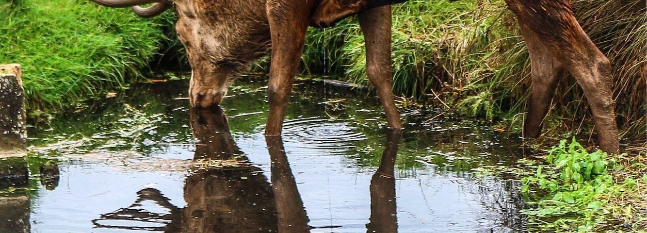 Stag showing his prowess