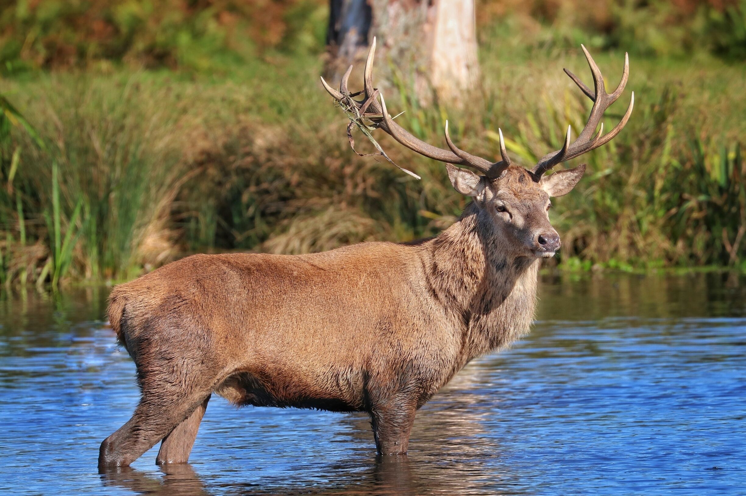 Stag  cooling off