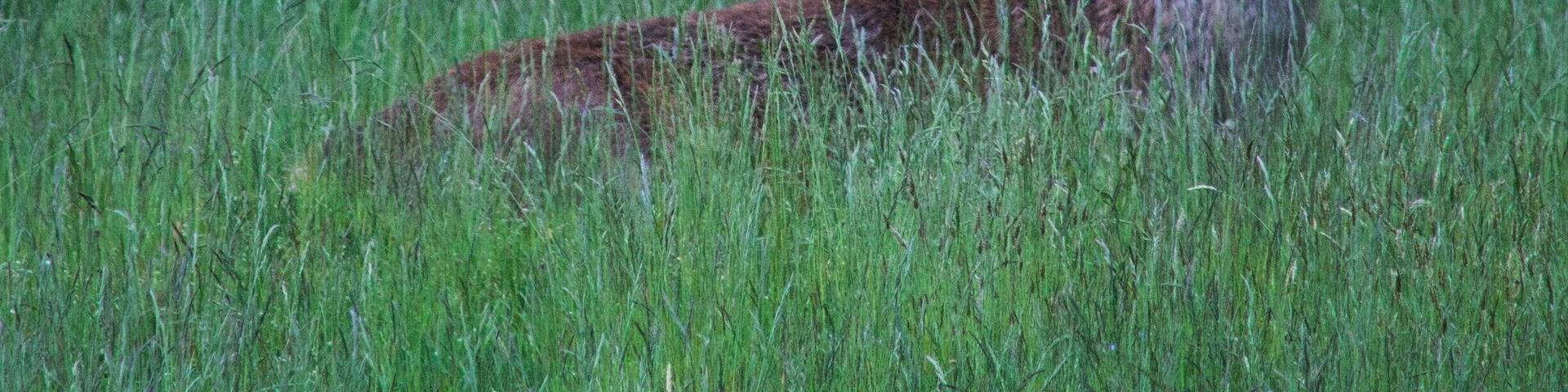 Two deer with large antlers in a grassy field.