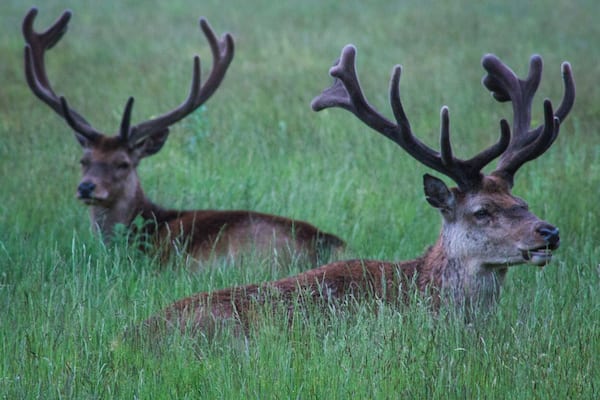 The Royal Paddocks near Hampton Court.
