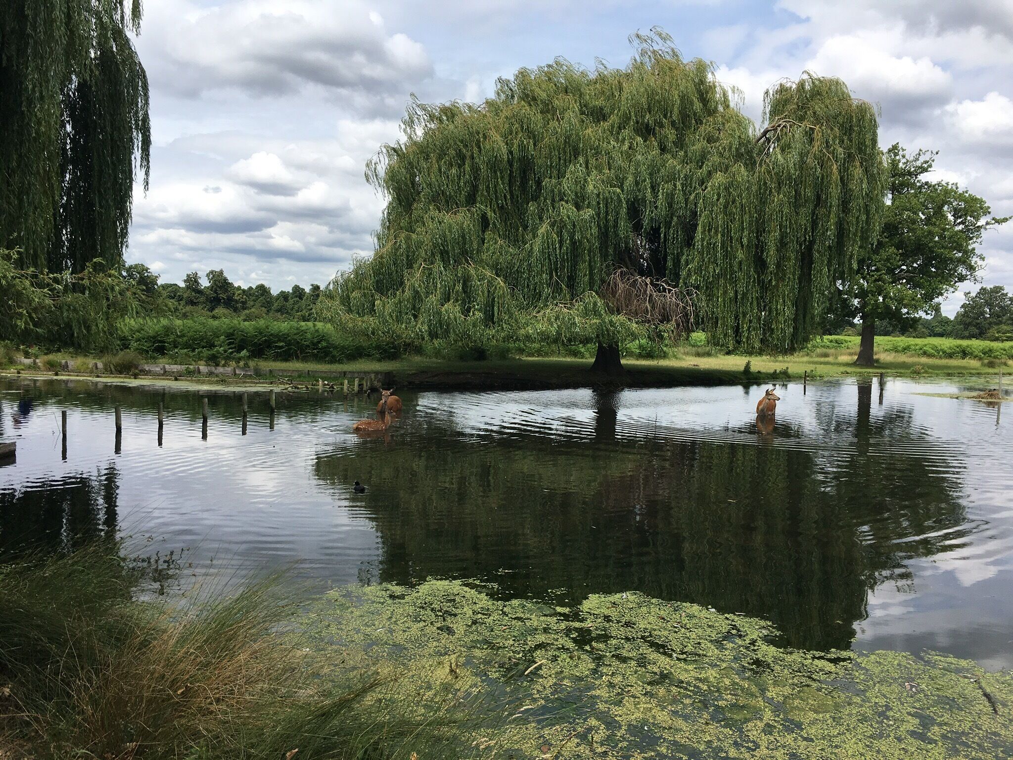 Beautiful Bushy Park and the resident deer finding it too warm so paddling in the lake! 
