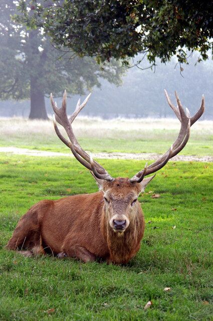 A stag lying on grass with large antlers, a tree in the background, and a misty atmosphere.