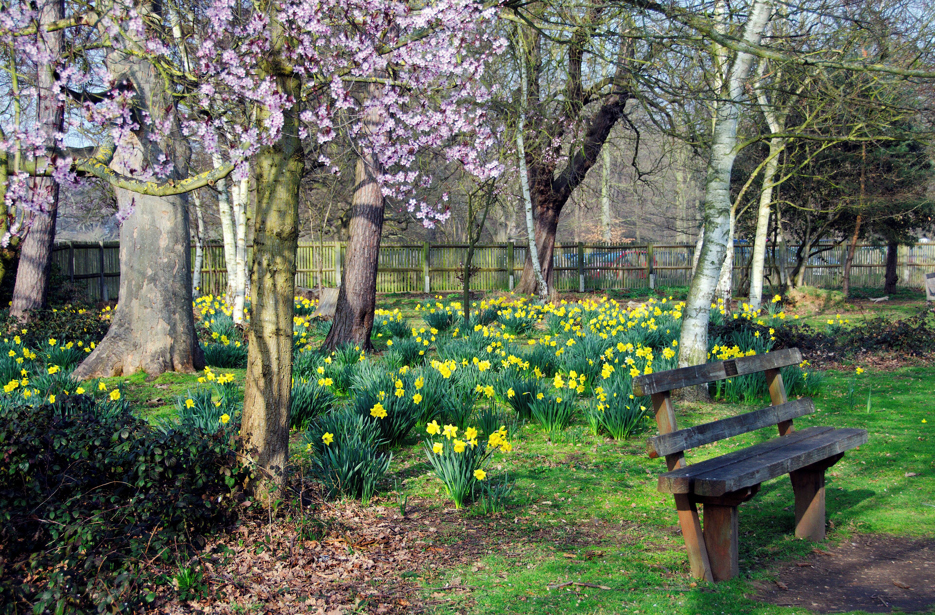 A park with cherry blossoms, daffodils, and a wooden bench.