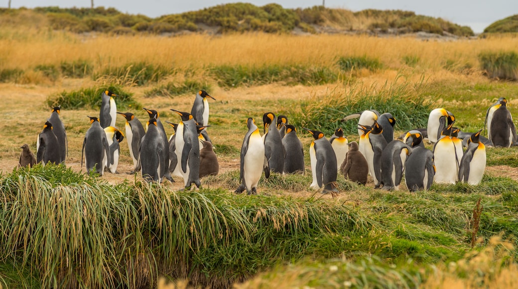 Un groupe de pingouins se trouve sur un champ herbeux, avec un paysage vallonné en arrière-plan.