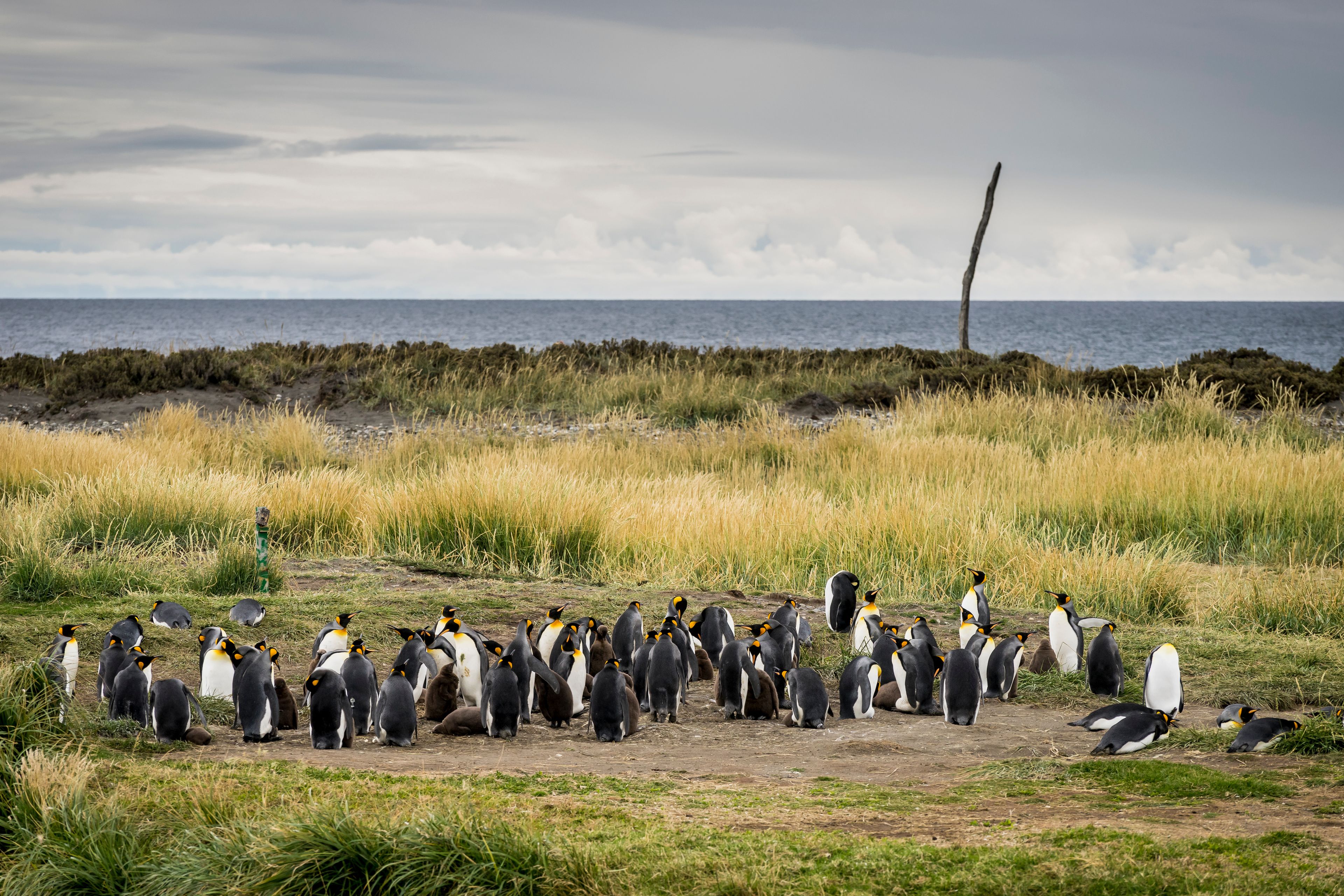 Un groupe de pingouins sur une plage herbeuse, avec l’océan en arrière-plan.
