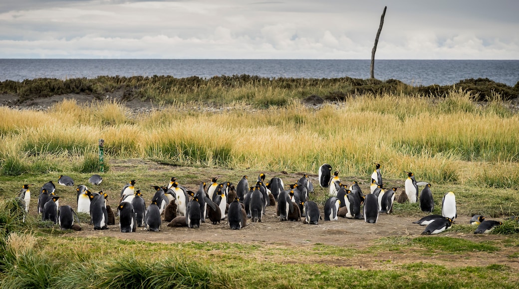 Un groupe de pingouins sur une plage herbeuse, avec l’océan en arrière-plan.