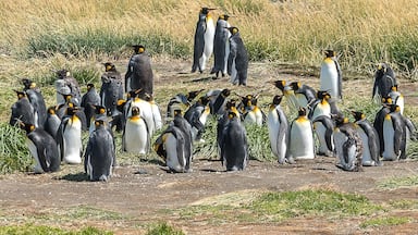 King Penguins at Parque Pingüino Rey in Bahia Inútil, Tierra del Fuego, Chile. A day trip from Punta Arenas, definitely worth it to see these magnificent birds in the wild.
#chile #tierradelfuego #southamerica #penguins #kingpenguins #wildlife