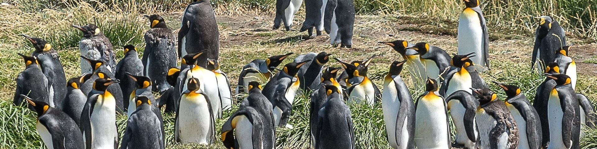 King Penguins at Parque Pingüino Rey in Bahia Inútil, Tierra del Fuego, Chile. A day trip from Punta Arenas, definitely worth it to see these magnificent birds in the wild.
#chile #tierradelfuego #southamerica #penguins #kingpenguins #wildlife