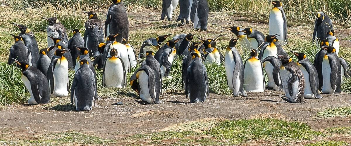 A group of penguins on a grassy field with dry grass in the background.