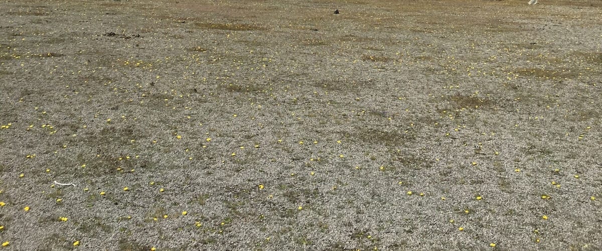 Base of volcano Cotopaxi, Ecuador.