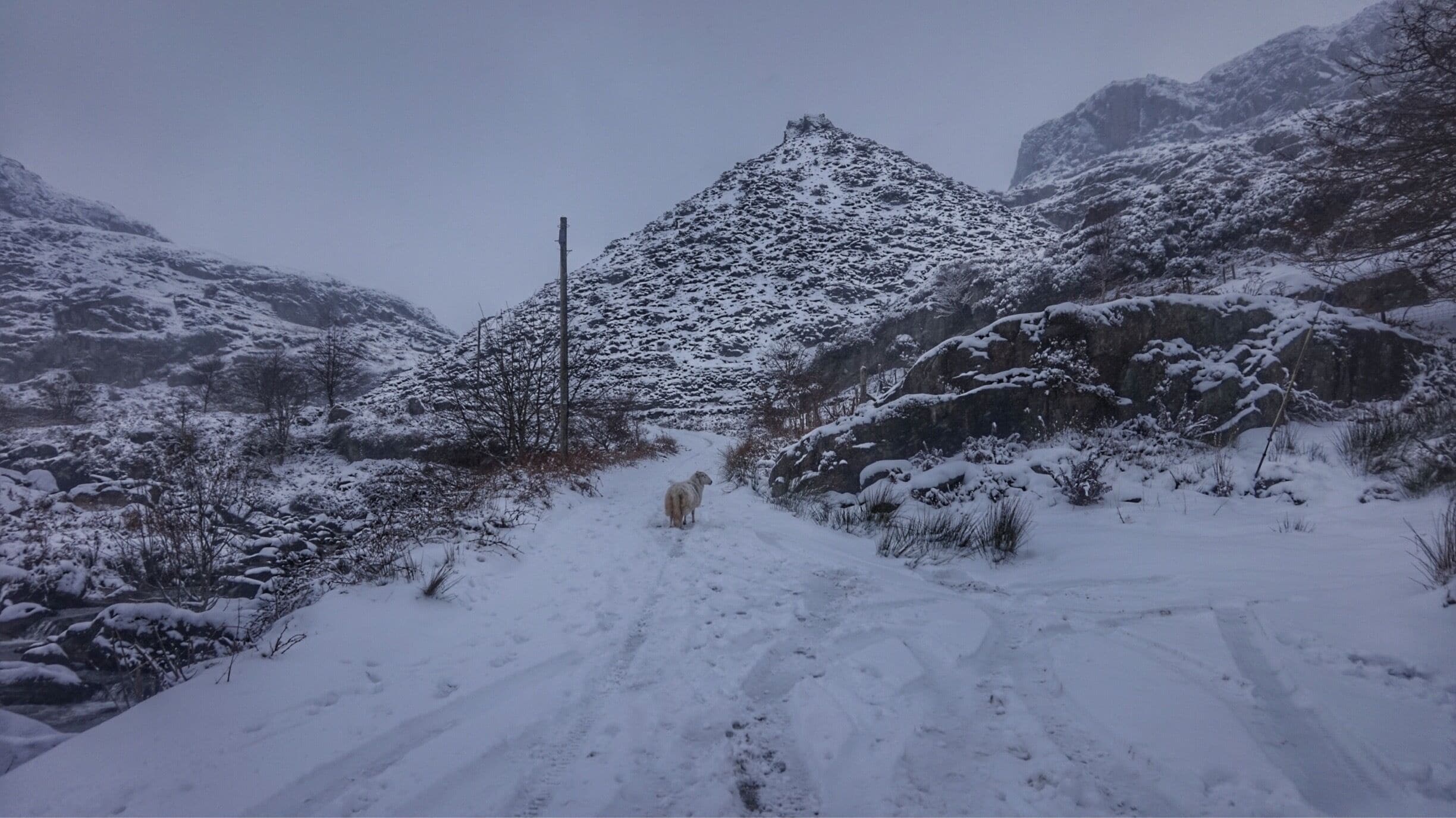 Lost sheep in the Moelwyns