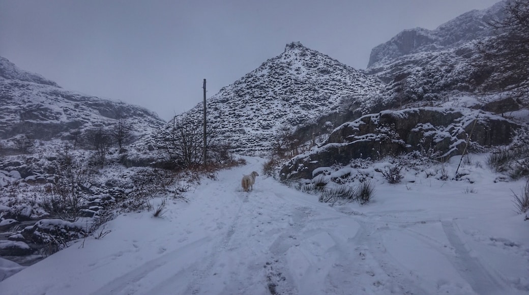 Lost sheep in the Moelwyns