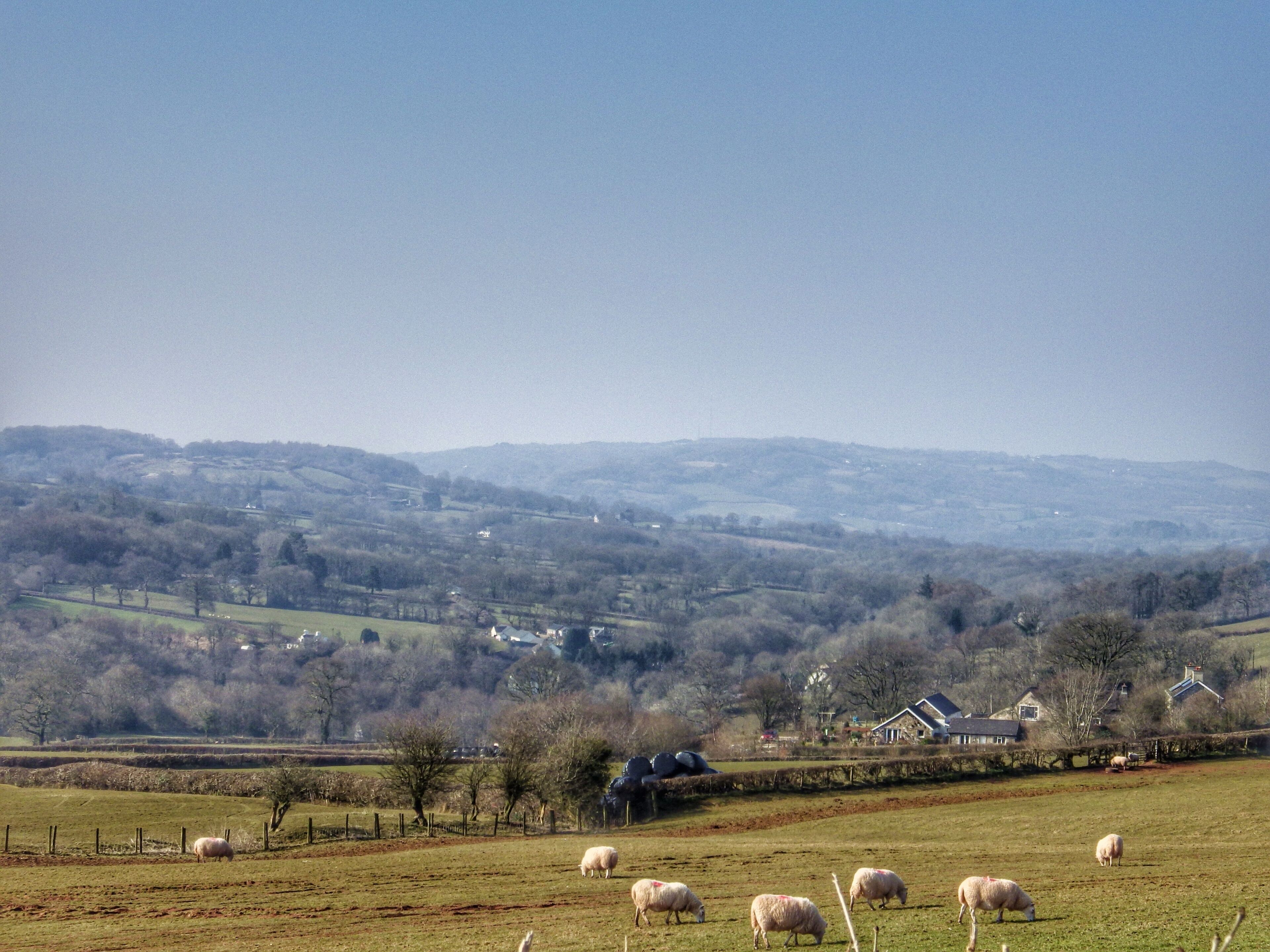 A rural landscape with sheep grazing, rolling hills, and scattered houses.