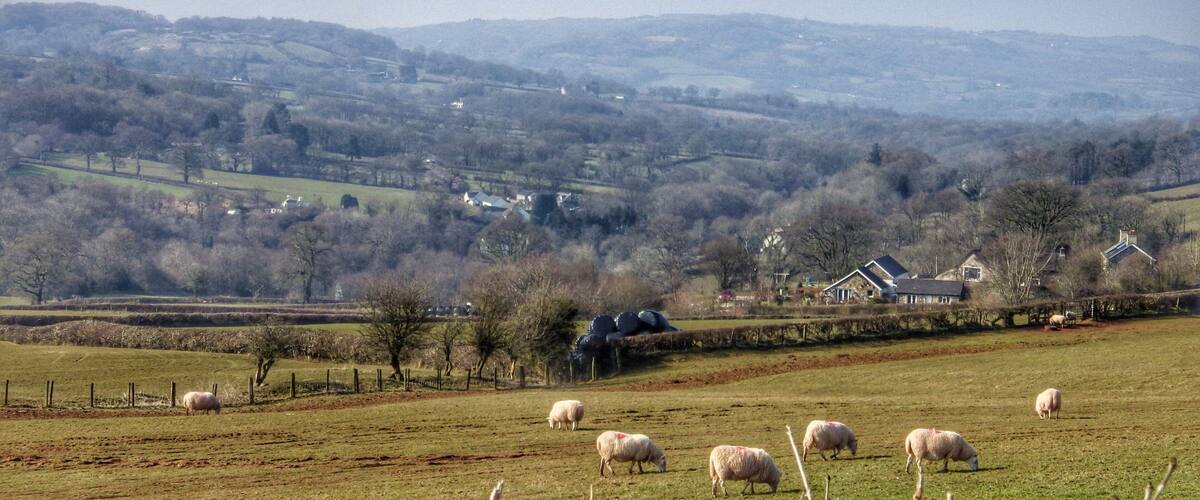 A rural landscape with sheep grazing, rolling hills, and scattered houses.